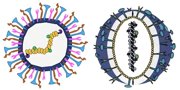 人偏肺病毒：冬季呼吸道隱形殺手！| 云南仟龍Mark